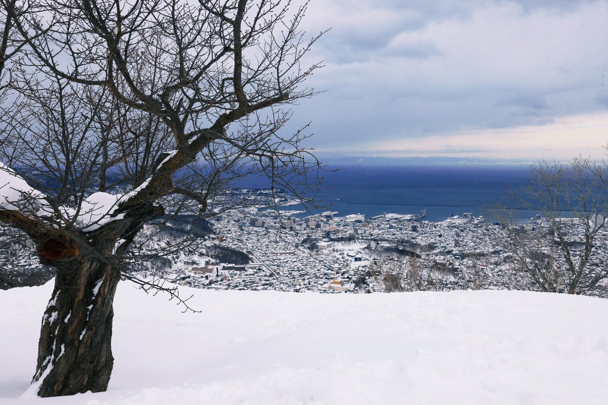 おはようございます😊

3/13(金)#小樽 #天狗山
🚡9-20時(上19:48)
🛷10-19時
☕️10-19:30

樹齢100年以上 #天狗桜 、まだ白い雪化粧❄️
春を待つ桜と眼下に広がる小樽の街並み、この雪景色は今だけの絶景✨
今年の開花が待ち遠しいですね🌸
まだ風が冷たいので暖かくしてお越しください。
photo by 尼鹿