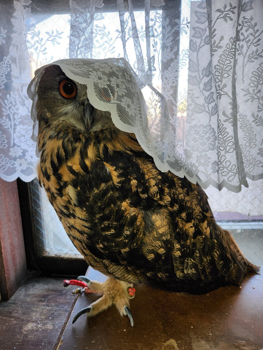 ゲケゲの鬼太郎…
　　　　みたいかなぁ?
#ユーラシアワシミミズク
#ふくろう
#ゲゲゲの鬼太郎