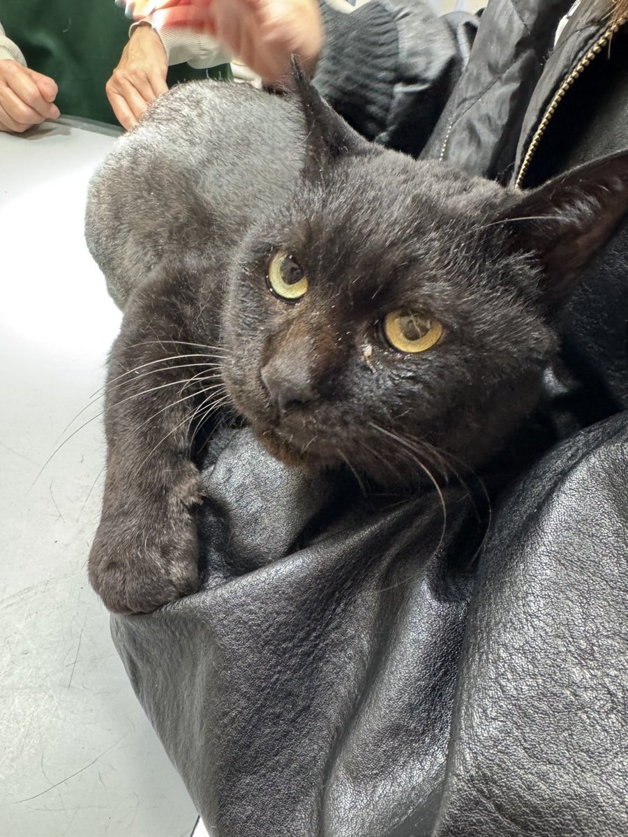 NPO86247662's tweet photo. 事情があり、飼い主さんがこれ以上一緒に暮らすことが難しくなってしまった猫たちを
2匹引き取りました。

黒猫のくろべぇ♂
黒白のしげ♂
共にエイズっ子で、でかい…♡

大切にされていた子たち。
これから少しずつケアし、譲渡会参加を目指します。

#くろべぇ
#しげ
#NPO法人けだ・まも https://t.co/bfWQipWJ6B