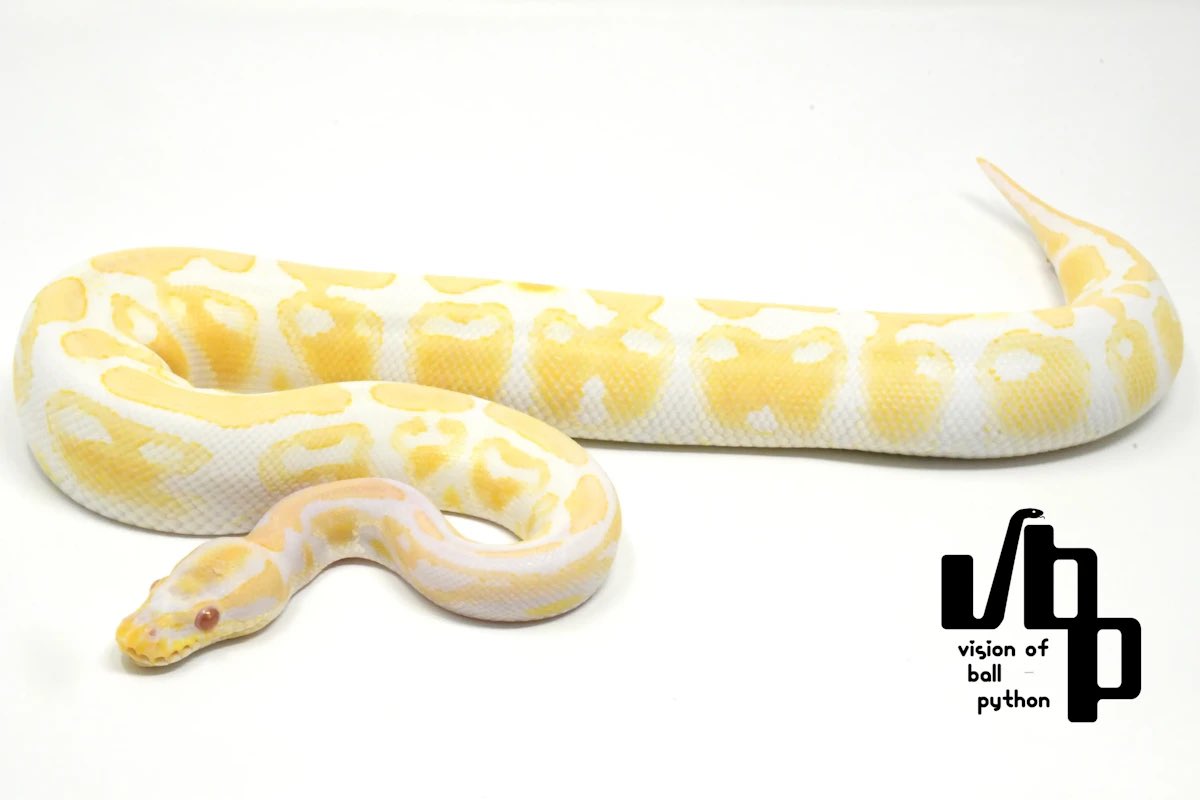 vbp / vision of ball python tweet media
