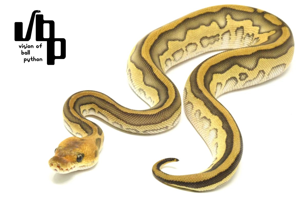 vbp / vision of ball python tweet media