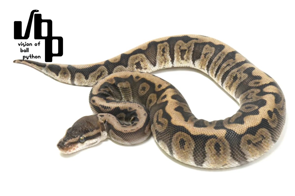 vbp / vision of ball python tweet media
