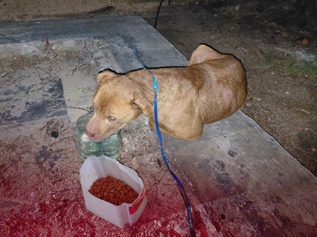 Pedimos AYUDA!!!!! Perro Pitbull abandonado , está lastimado , tiene sarna . Se le dio analgésico, comida, agua y abrigo . Está en : Complejo Ituzaingò atrás del liceo 57 calle Saint Bois esquina Gronardo . Zona Ituzaingò 
Por favor Conpartir 🙏🏻🙏🏻🙏🏻