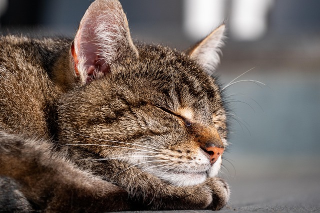 Van Lindsey tweet media