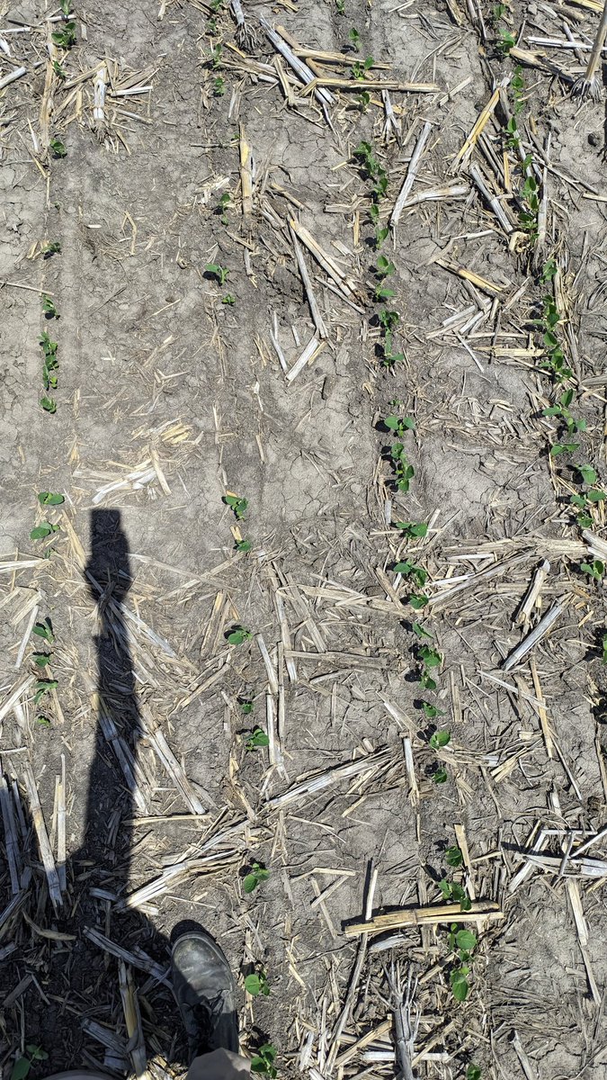 Franco Befart tweet media