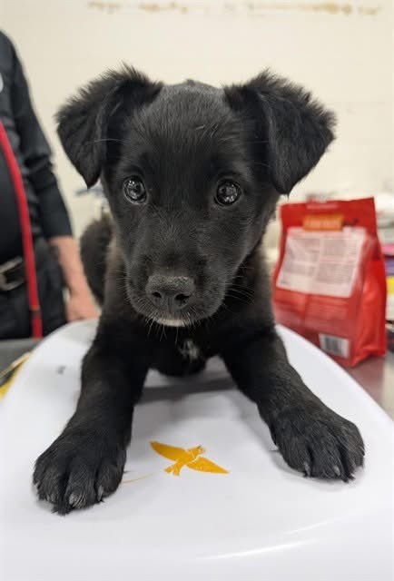 Rescue Dogs Rock, D.C. 🐾🐾🇺🇸 tweet media