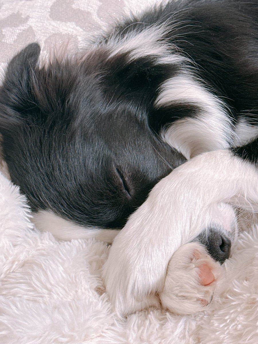 レティ🐼ボーダーコリー tweet media