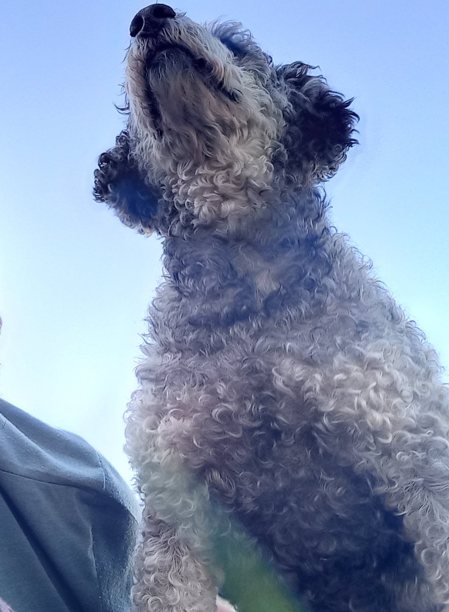 LeoAlfCs's tweet photo. @MalditaSummer Valentino, 15 añitos 🫶 https://t.co/54qCTbUDAk
