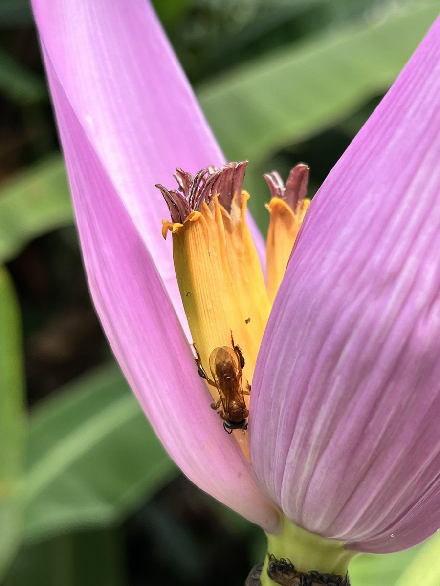 Daniela Bôlla tweet media