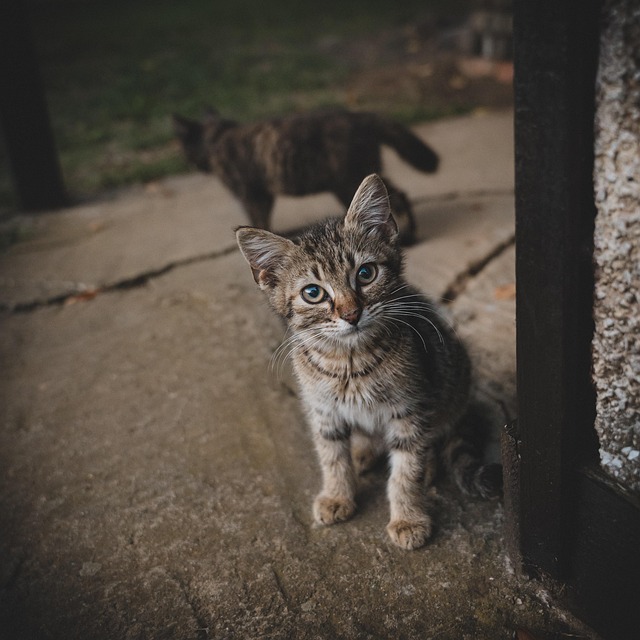 Erin Larson tweet media