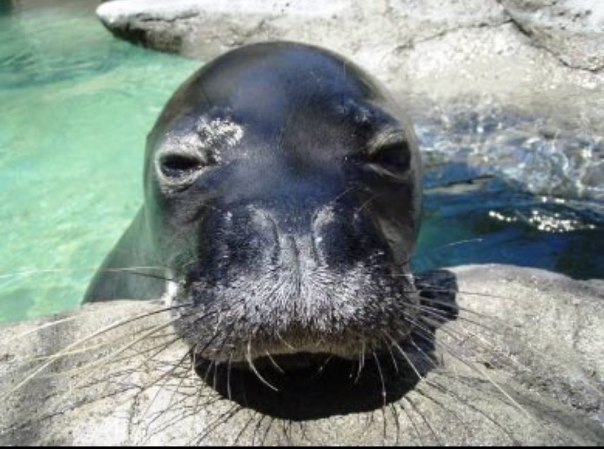 reporter walrus tweet media