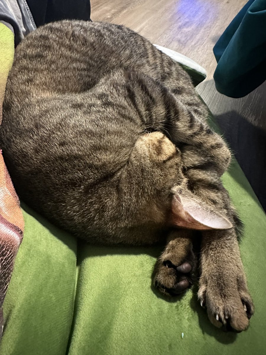 Livillon 🌱 tweet media