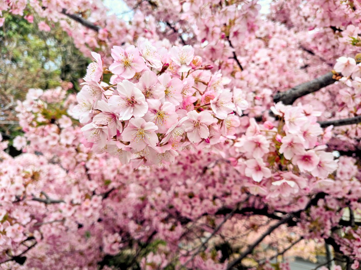 karasu1143's tweet photo. 一条戻り橋の河津桜、ちらほら葉っぱが出つつあります https://t.co/XfT7lZR17J