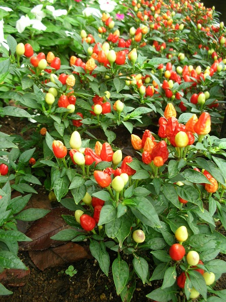 tanosiisupi_bot's tweet image. ・欠落感(現状に「No」)を起点に遮二無二頑張る
・歓び(現状に「Yes」)磁石として、更なる歓びを引き寄せる

人類の常識は、長らく前者だったでしょうか。
ascension2011.jugem.jp/?eid=2225
〔現状に「Yes」〕
#Attraction #引き寄せ #affirmation #肯定