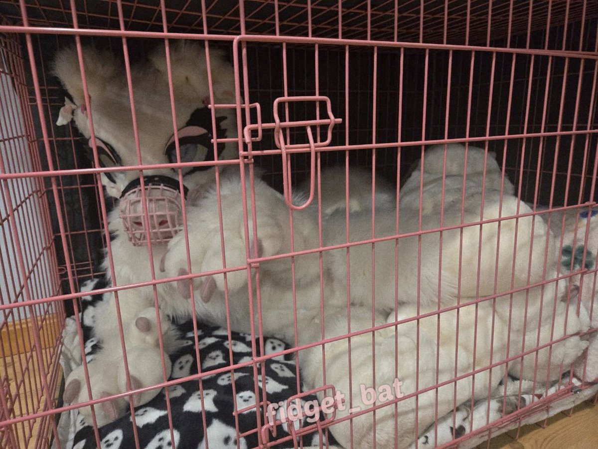 Fidget The Bat🦇 tweet media