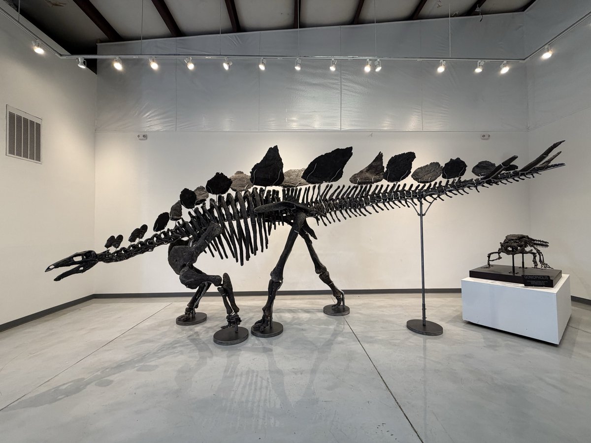 Rob Petrozzo tweet media