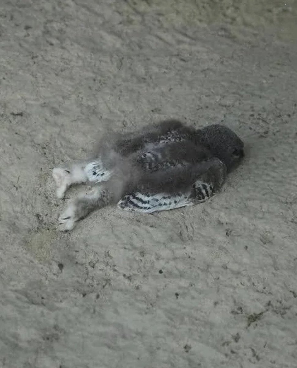 Neural Space tweet media