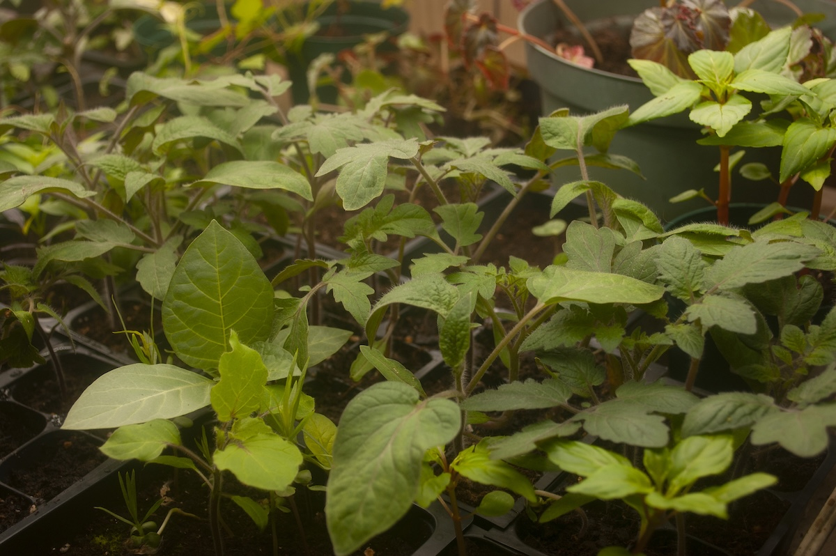 DustinMPeyser's tweet image. How I Start Seeds Indoors and Extend My Growing Season by 2 to 3 Months–Without Blowing My Budget dlvr.it/TRSHPw 👉 Reveal Your ROI bit.ly/MyHomeAI 👈 #GardeningTips #SeedStarting #IndoorGardening #GrowYourOwn #SustainableLiving