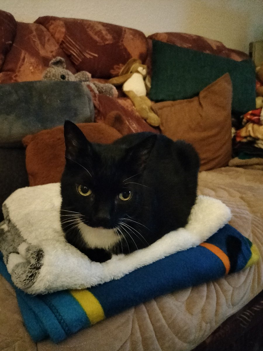 Gute Nacht, schläft gut! 😊🐾🐈‍⬛