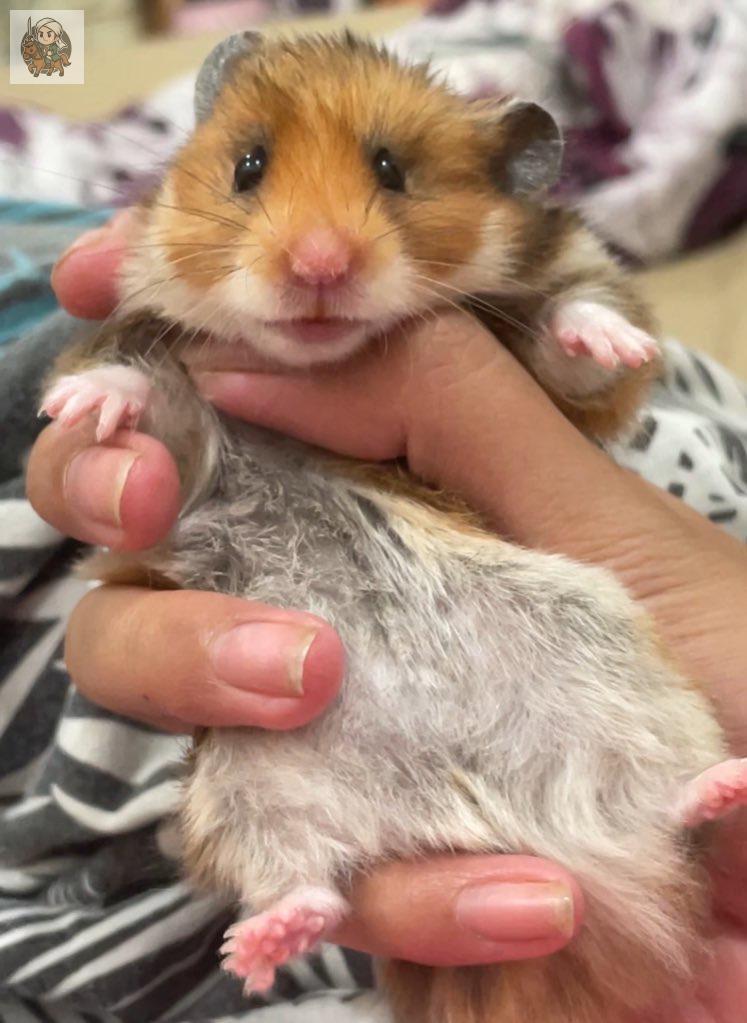 UNDIP MENFESS tweet media