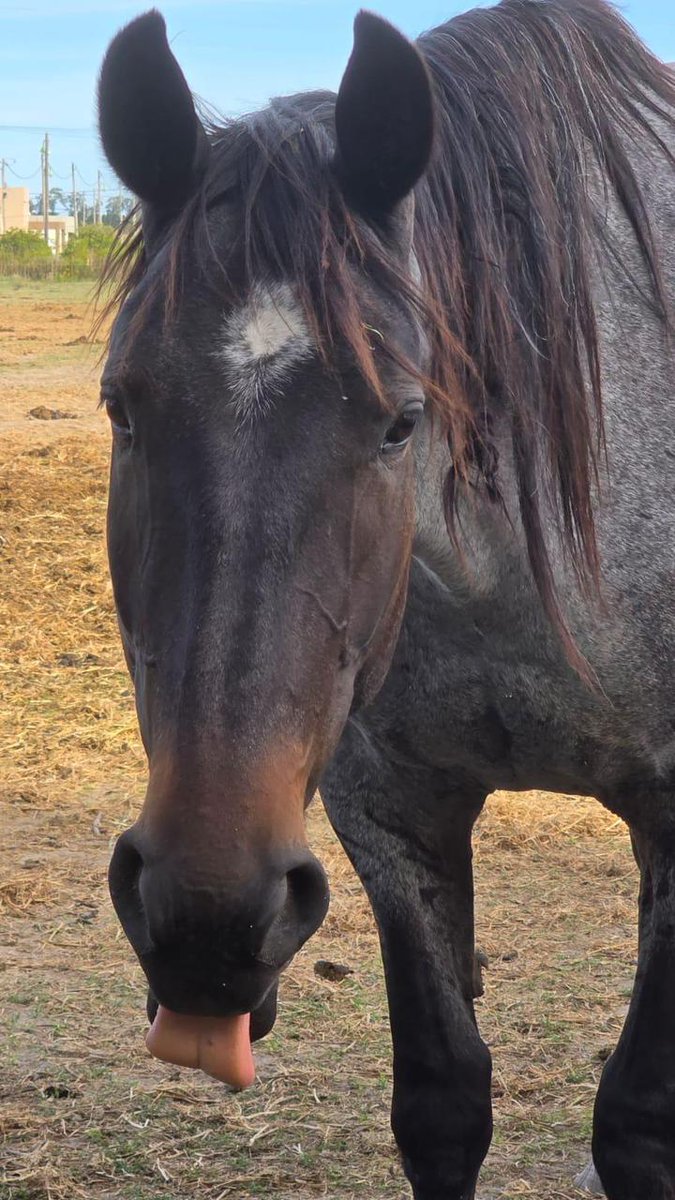 ACMA CABALLOS tweet media