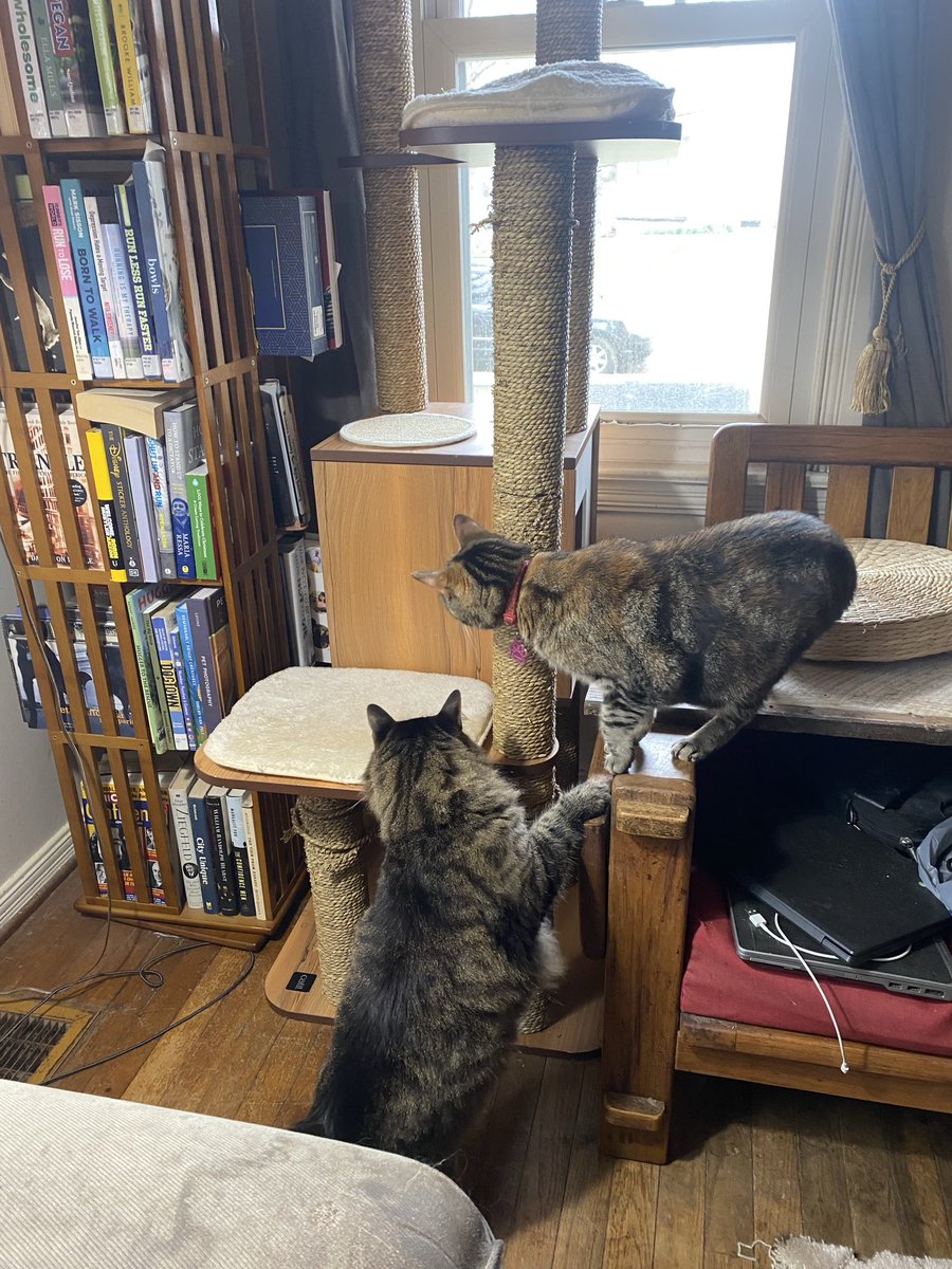 KristenFrame1's tweet photo. Mum was looking for shelves for our 🐈house. She’s over the moon-she found this perfect, clean 🐈‍⬛tree for voluptuous kitties at Goodwill. It’s not in place yet, but I’m exploring. #Agnes has already been to the top. More construction &amp; cleaning to come. #Catification #Saoirse https://t.co/69M7qkO1t5
