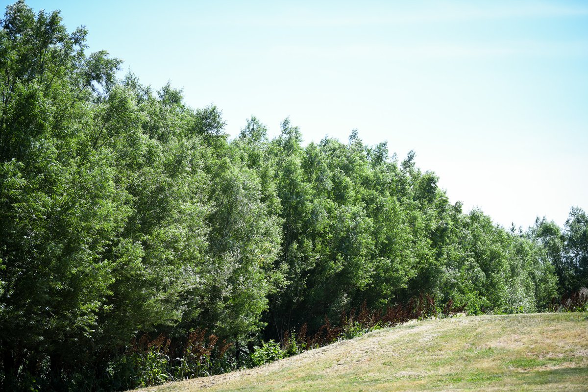 Coalition to Support Iowa's Farmers tweet media