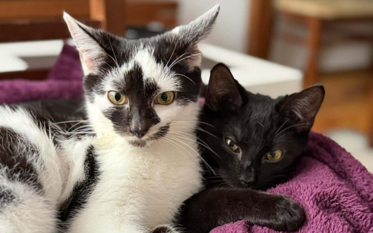 Los Galácticos tweet media