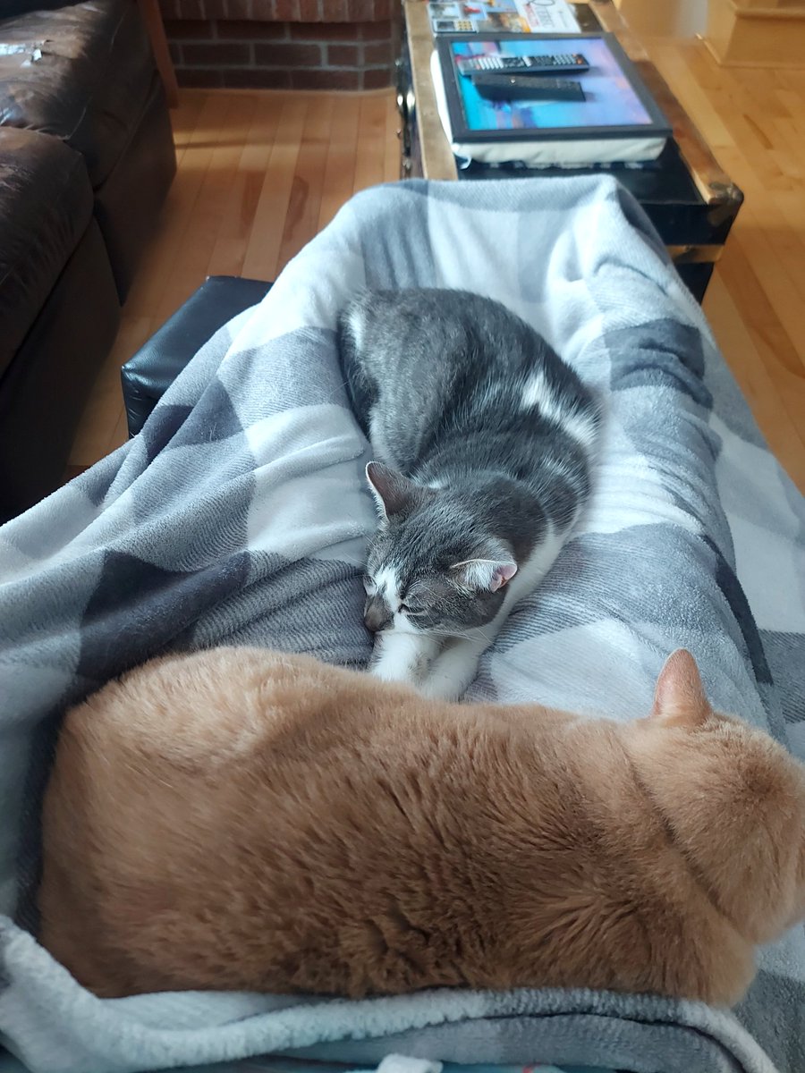 Brumes🔔🥧 | Vtuber tweet media