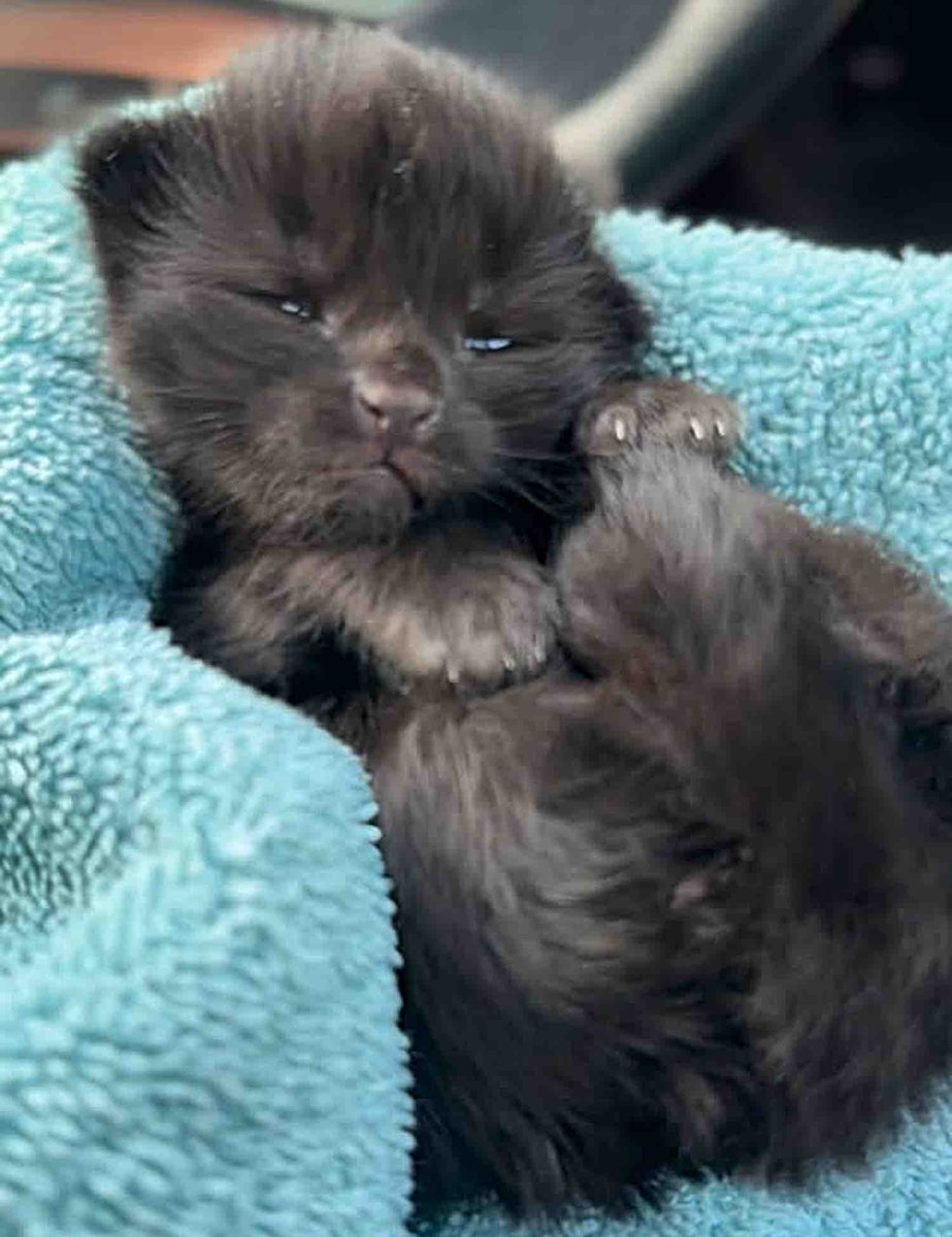 Love Meow tweet media