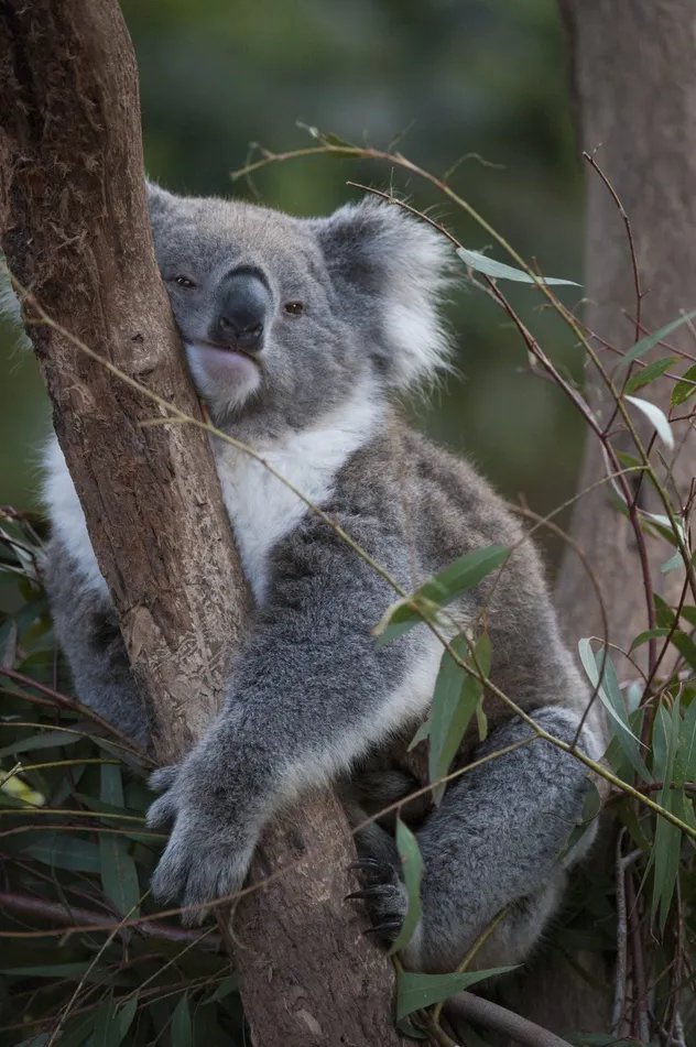 Koalas choose sleep over heartbreak. During mating season, males call out to females—and if no one answers, they simply go back to sleep to conserve energy.