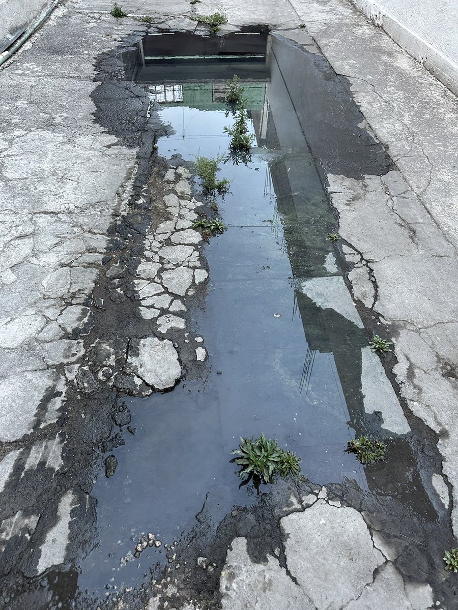 Veronica Soto tweet media