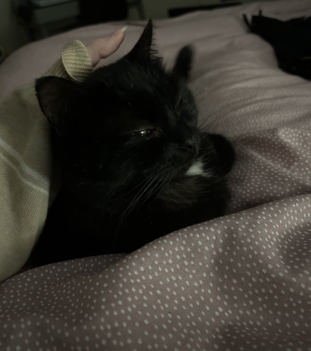 isaure ཐི༏ཋྀ󠀮 tweet media