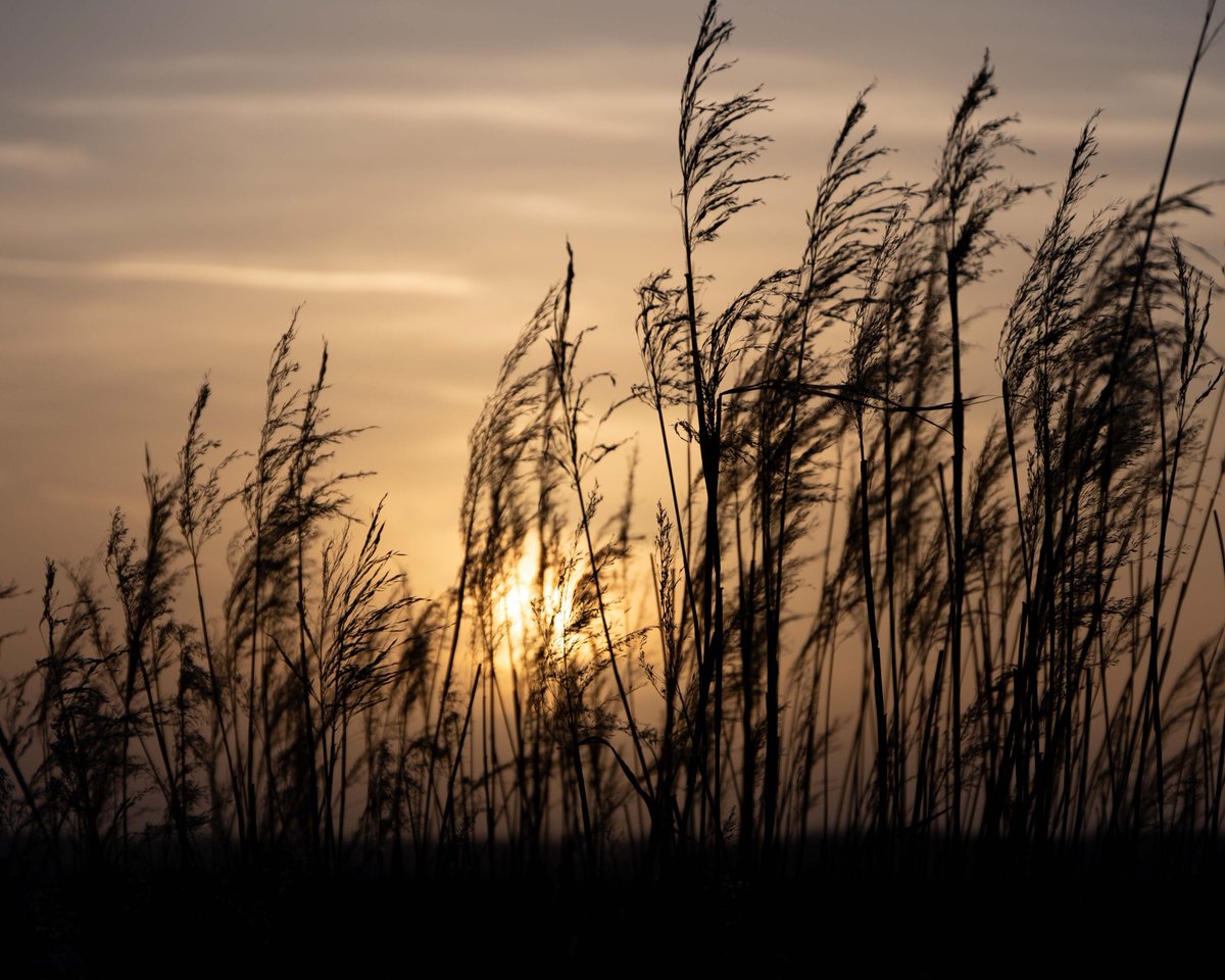 AndrewSabai's tweet photo. Monday, I started with an excursion to Lake Winnebago in Oshkosh to greet the sun, and wrapped up with a trip to Rush Lake to say goodnight.  It was crazy warm for early March, about 70F for a high, and next Monday is a low of 9F.  #oshkoshwi #wisconsinnature #birds https://t.co/WJrGqTUMDW