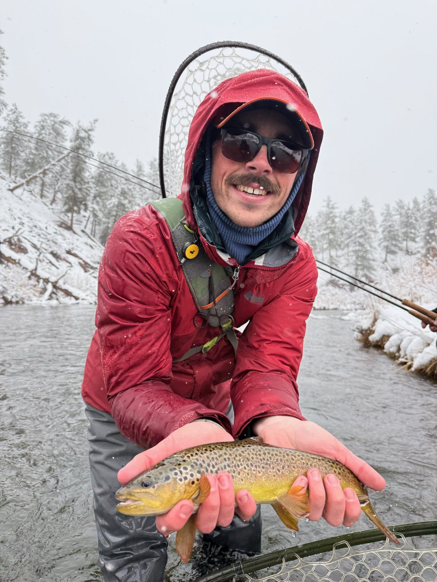 candy apple (33.3%) tweet media