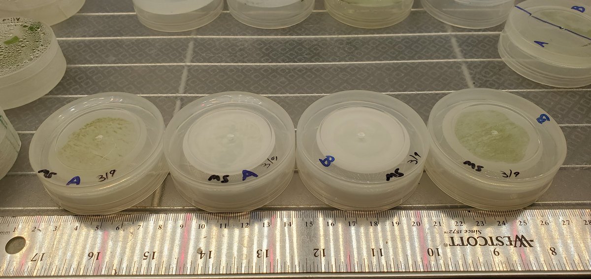 Sebastian S. Cocioba🪄🌷 tweet media