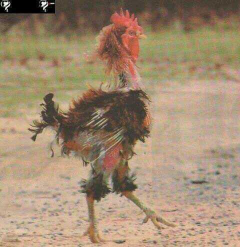 مشاري العجاجي tweet media