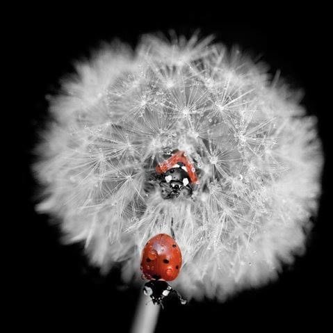 jason dean of shedtwt tweet media