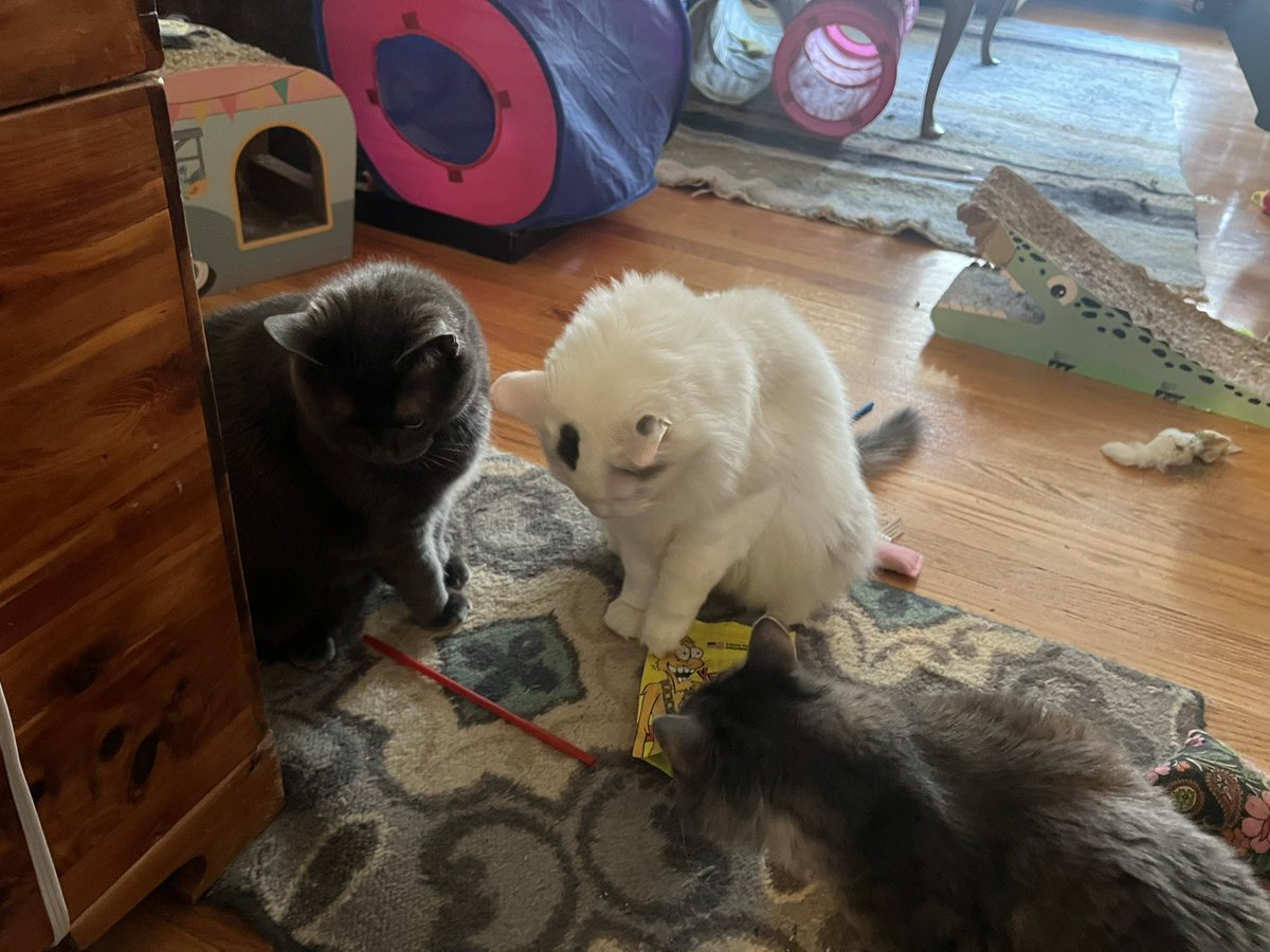 A Cat Named Bitches tweet media