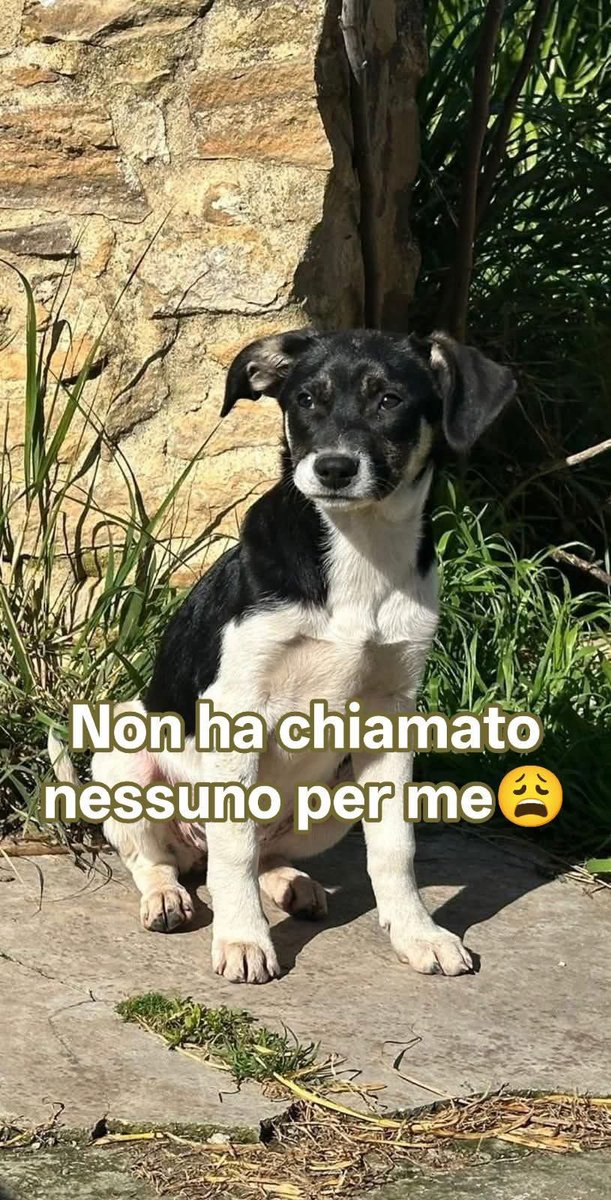 LA SETTIMA MERAVIGLIA🥰🥰🥰 PURTROPPO NESSUNA RICHIESTA 😢 PER PEPE dolcissimo cucciolotto di futura taglia media abbondante,lui non capisce le sbarre...
Va d'accordo con il mondo intero, glielo diamo un angolo di felicità?
Sicilia, prassi sanitaria completata
+39 350 082 2355