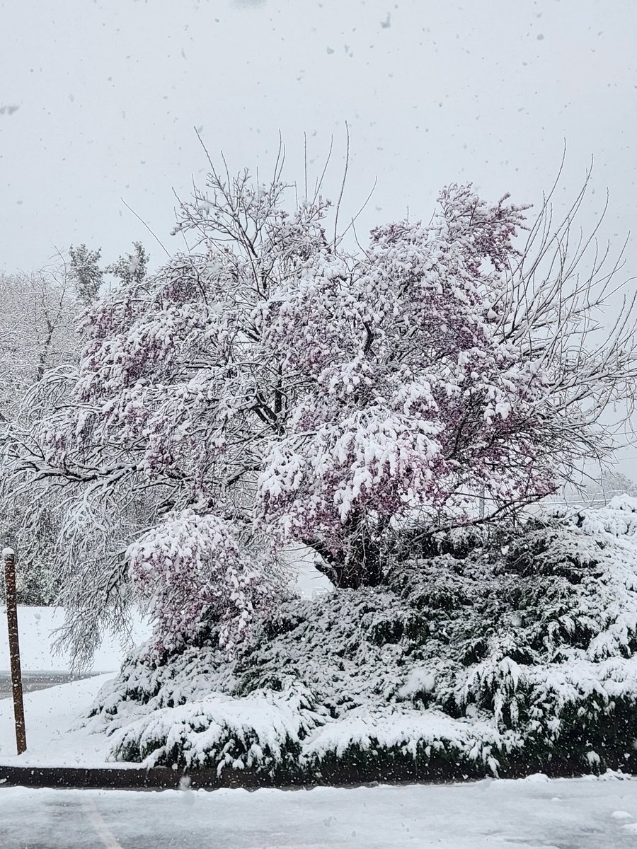 MidloSnowMaker's tweet photo. @NWSWakefieldVA 2.75" at Windy Hill  near
Old Hundred and Rt 60 
As of 3:45pm  temp 32f
What an amazing 24 hours. https://t.co/zkZUlgA756