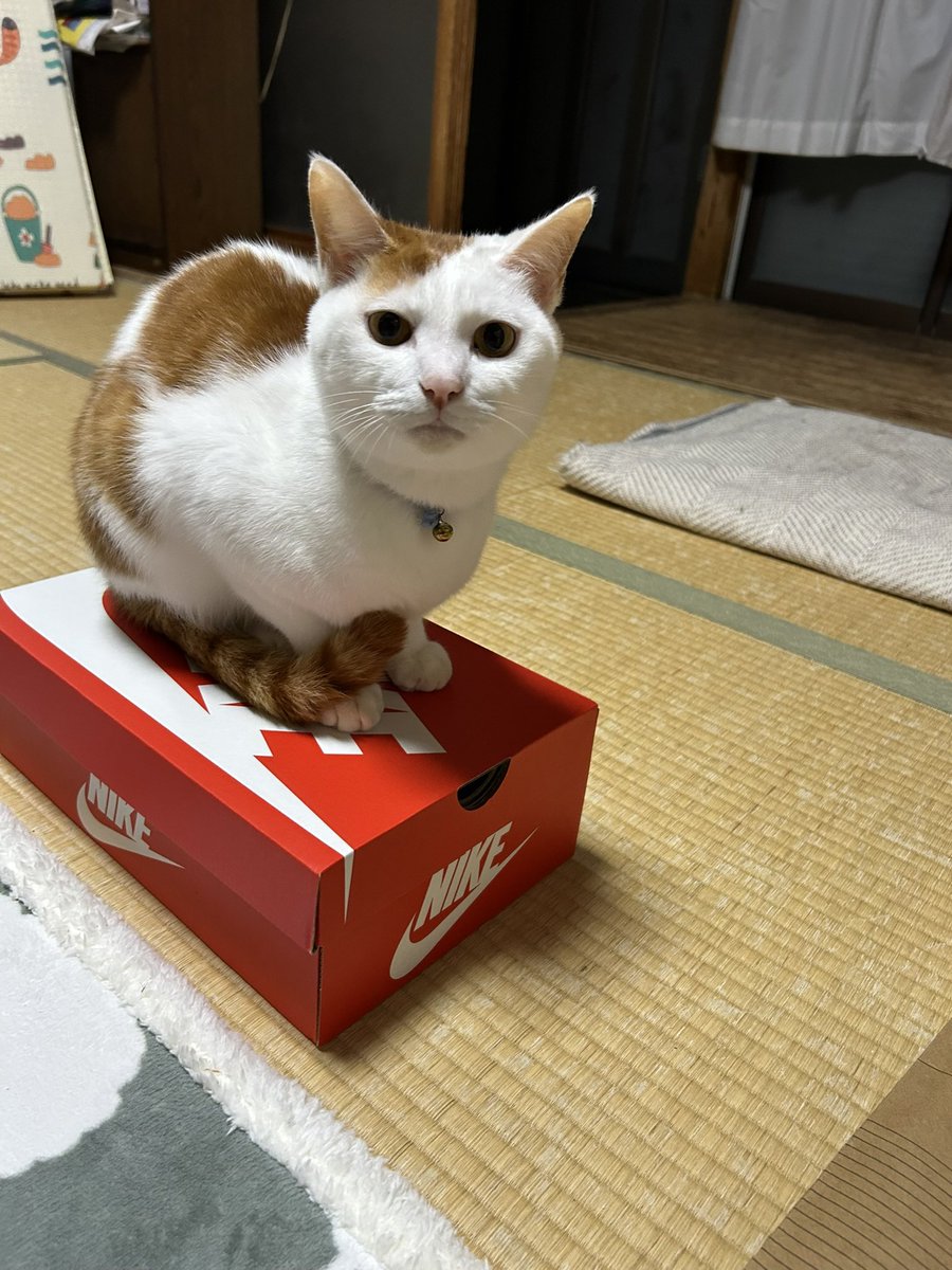 PAPAniなるちょ tweet media