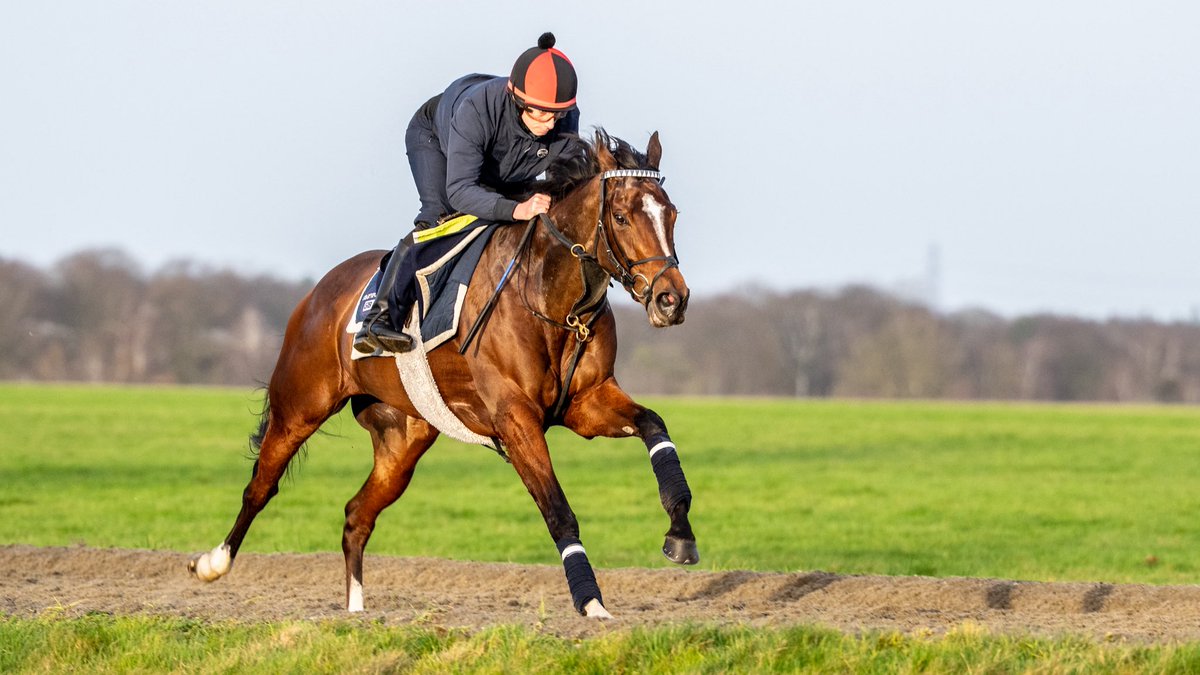 George Boughey Racing tweet media