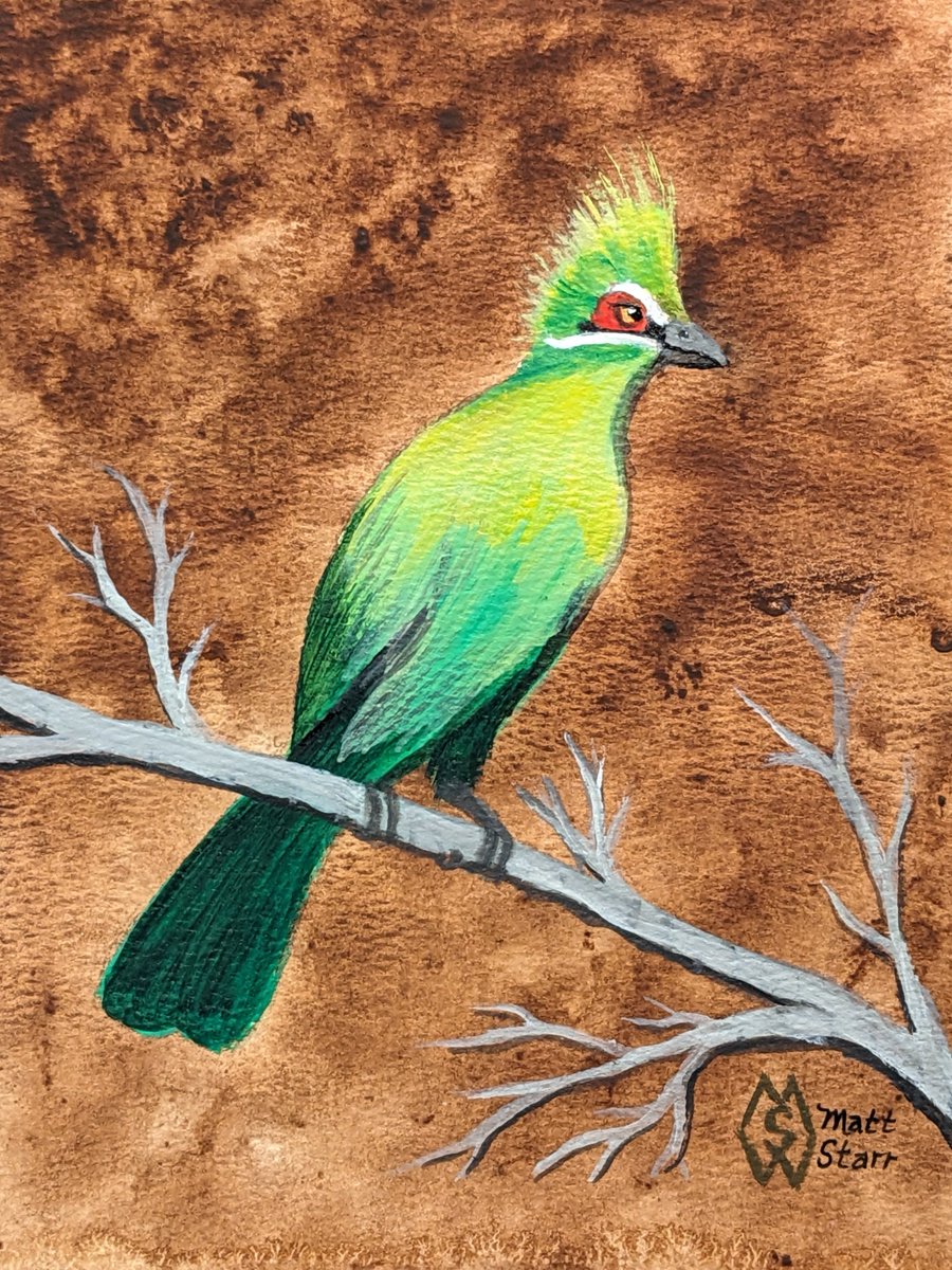 MattStarrFineA1's tweet image. This is my acrylic painting of a turaco bird in the sub-Saharan savanna of Africa.  redbubble.com/shop/ap/154168…

#mattstarrfineart #turaco #bird #birds #africa
#art #painting #tshirts #tshirt #artistic  #artlovers #ArtoftheDay #BuyArtOnline #ArtforSale