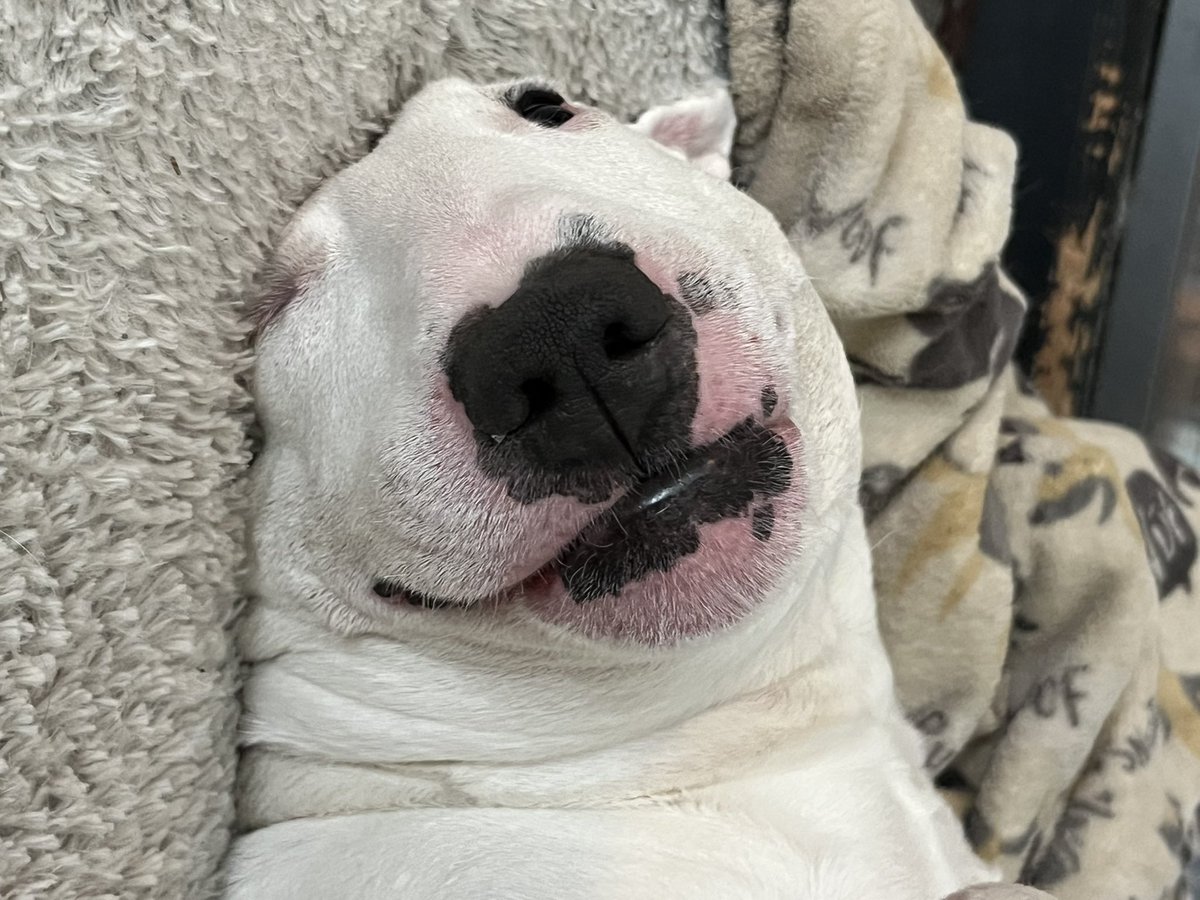 🐶 NELSON tweet media