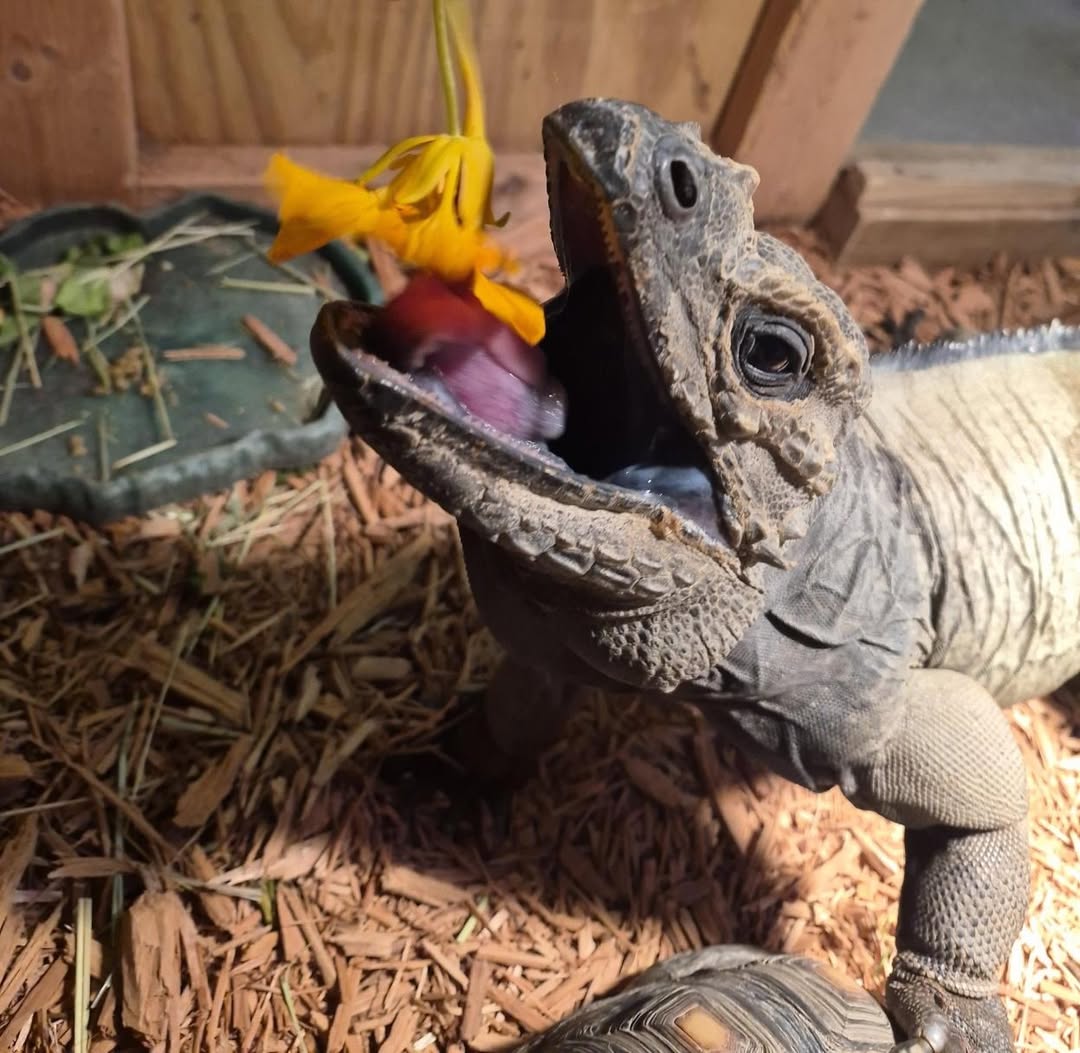 Ark Encounter tweet media