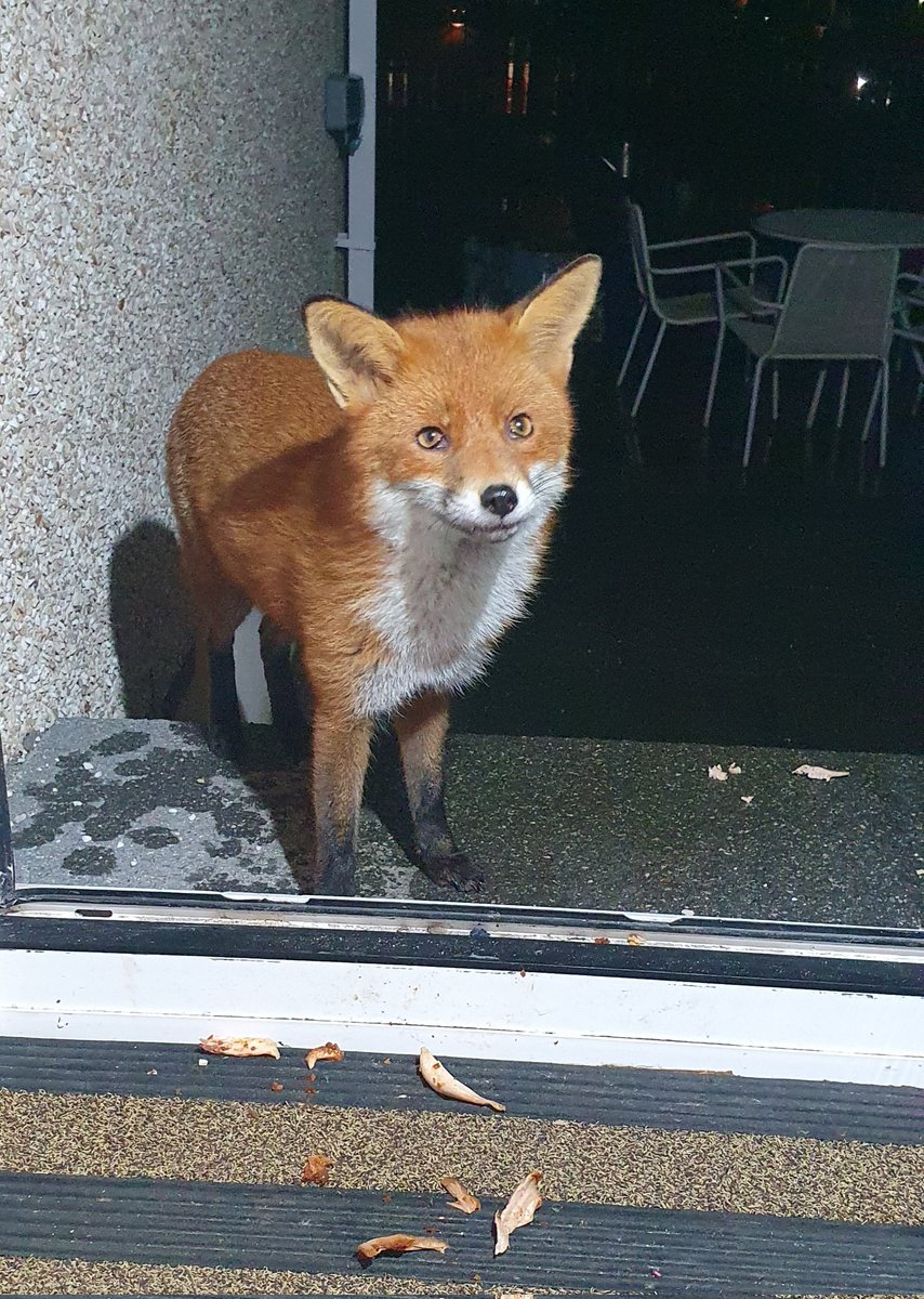 SiobheanG's tweet photo. 3rd night...🥰🦊❤️
#ElvisFox https://t.co/j4bKUpylyV