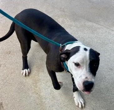 We are praying for this sweet girl Winky to get out of Rocky Mount NC Shelter. With your help, support, pledges and reposts we can attract a rescue &amp; save her life. Please pledge and retweet for Winky. She is ready to give kisses to her hero!!