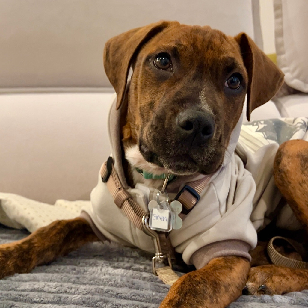 Lost Dog & Cat Rescue tweet media