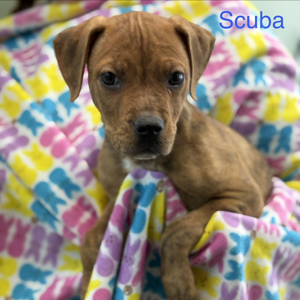 Lost Dog & Cat Rescue tweet media